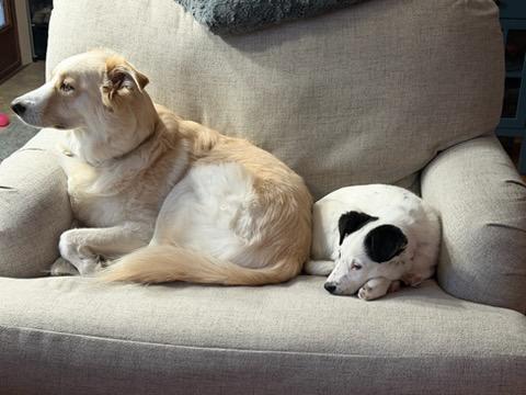 Enlarge Opal, a ADOPTABLE mixed breed in Watertown, WI image 3/6