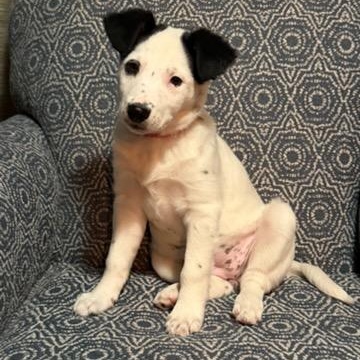 Opal, ADOPTABLE, Puppy Female Australian Cattle Dog / Blue Heeler.