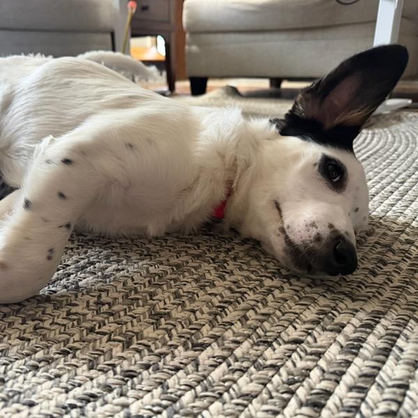 Enlarge Opal, an adopted mixed breed in Watertown, WI image 3/6