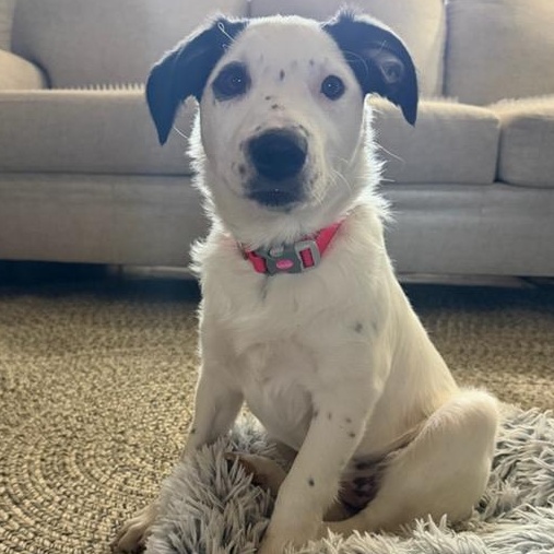 Enlarge Opal, an adopted mixed breed in Watertown, WI image 1/6