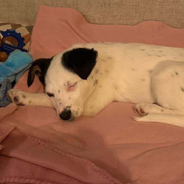 Enlarge Opal, a ADOPTABLE mixed breed in Watertown, WI image 4/6