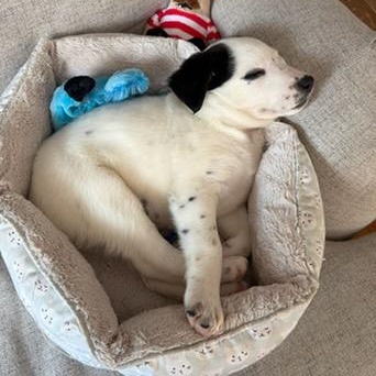 Enlarge Opal, a ADOPTABLE mixed breed in Watertown, WI image 2/6