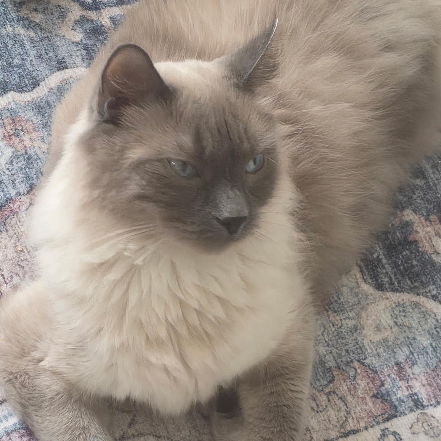 Kachol, Adoptable, Young Male Ragdoll & Tabby.