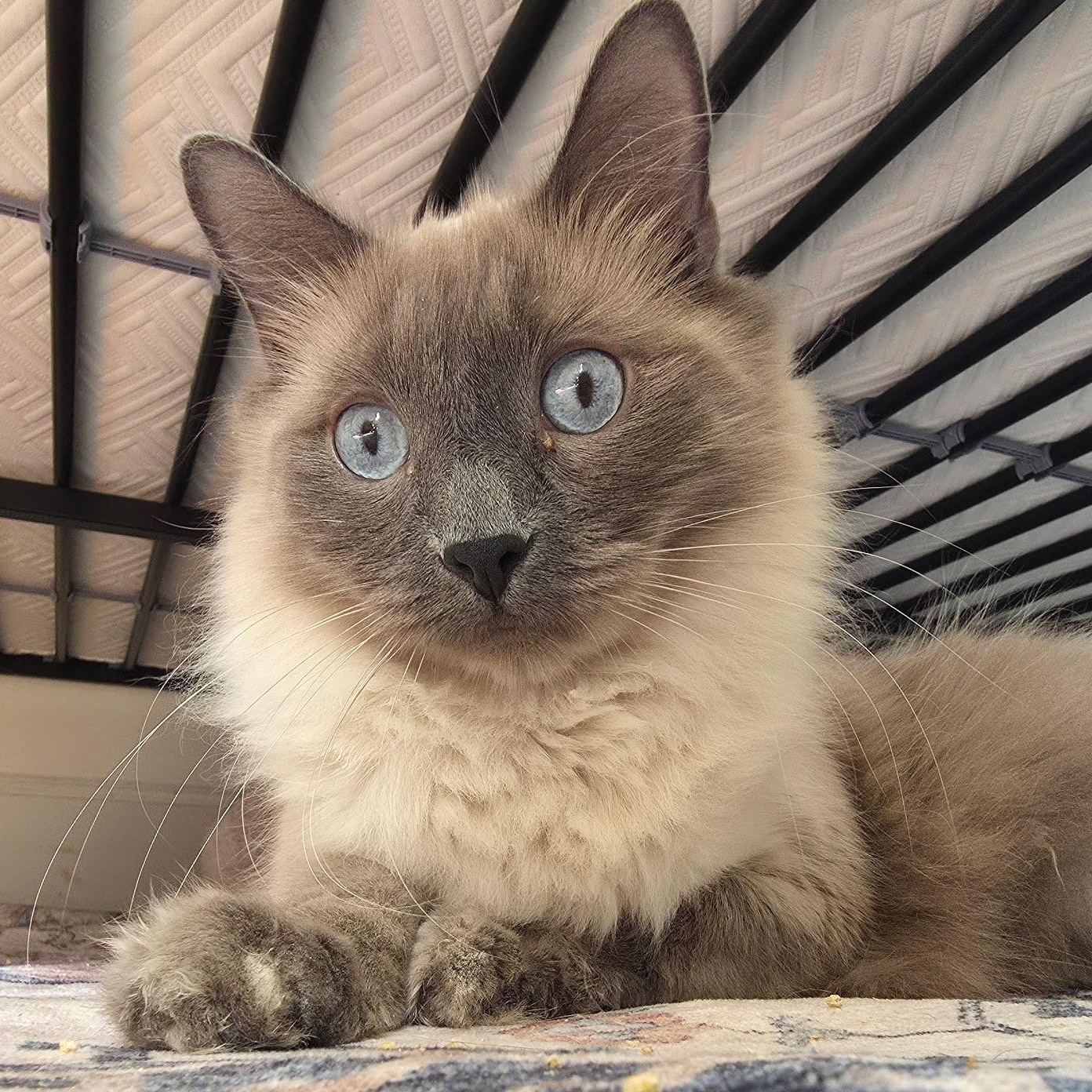 Kachol, Adoptable, Young Male Ragdoll & Tabby.