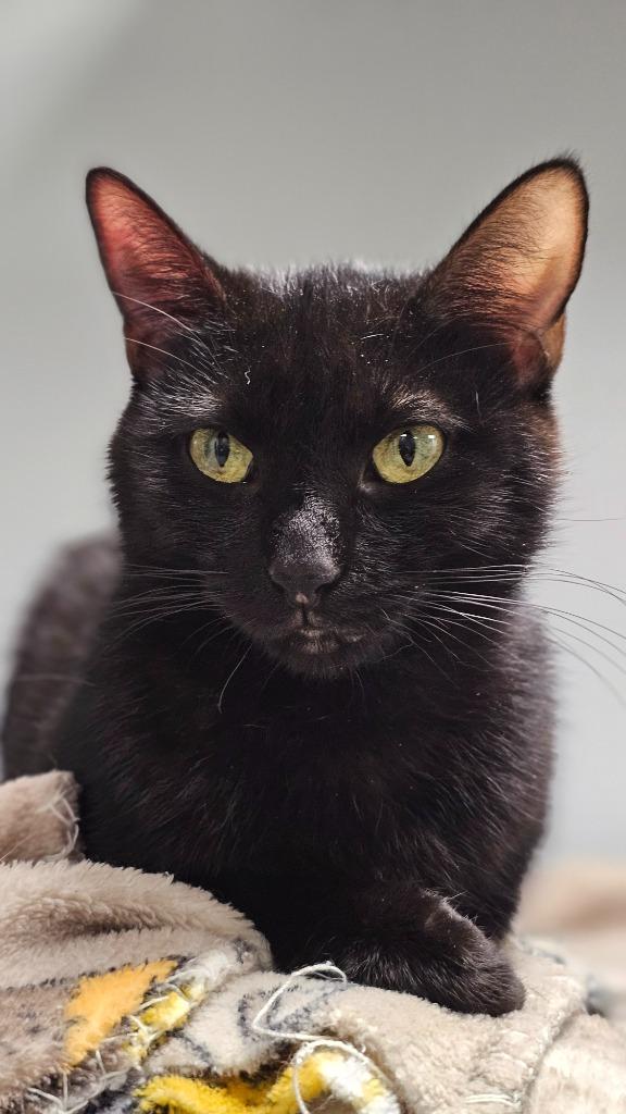 Lunar, Adoptable, Young Female Domestic Short Hair.