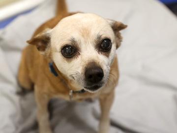 Enlarge Sasquatch, a Adoptable mixed breed in Virginia Beach, VA image 1/1