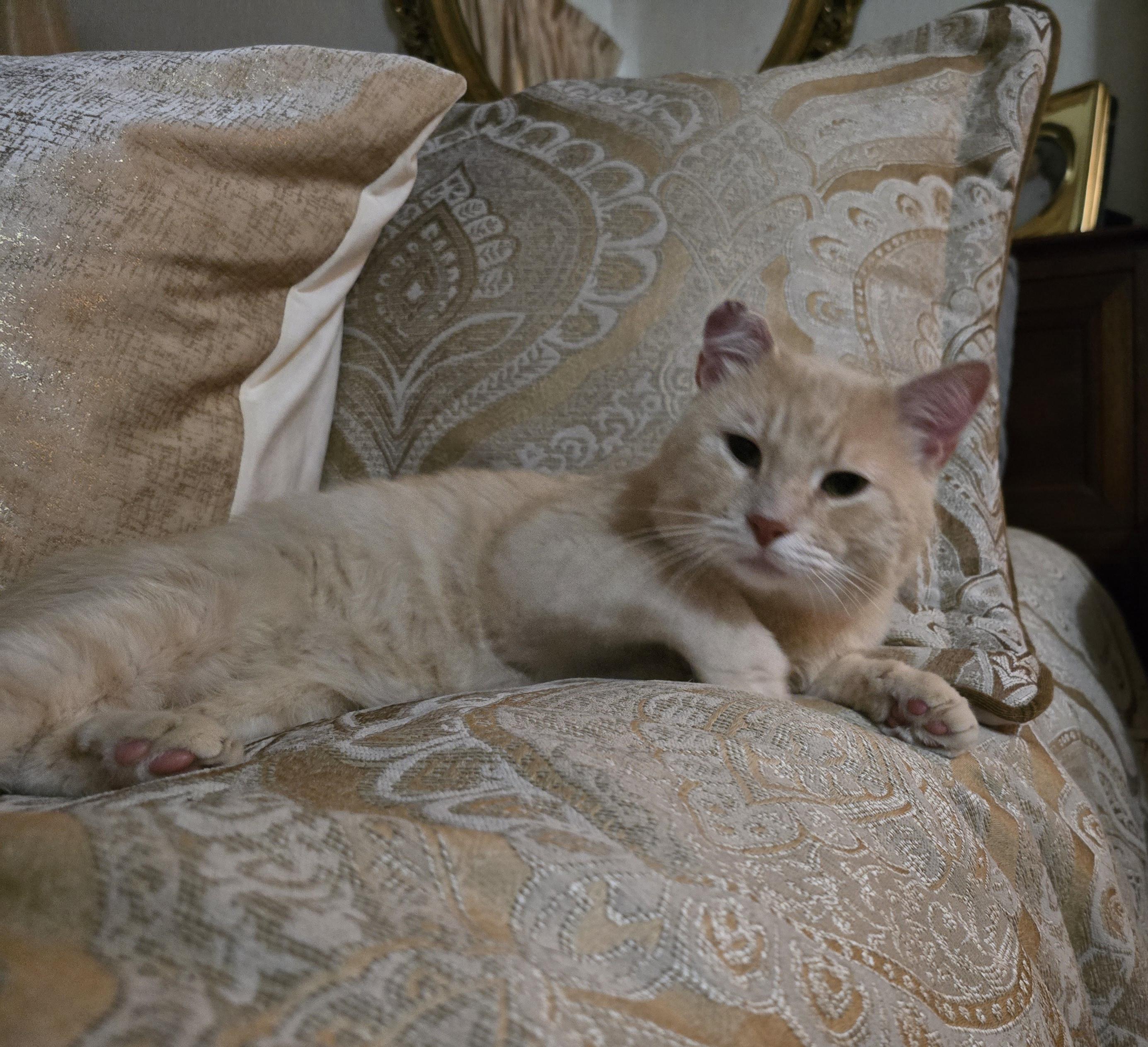 SAMMY, ADOPTABLE, Young Male Domestic Short Hair.