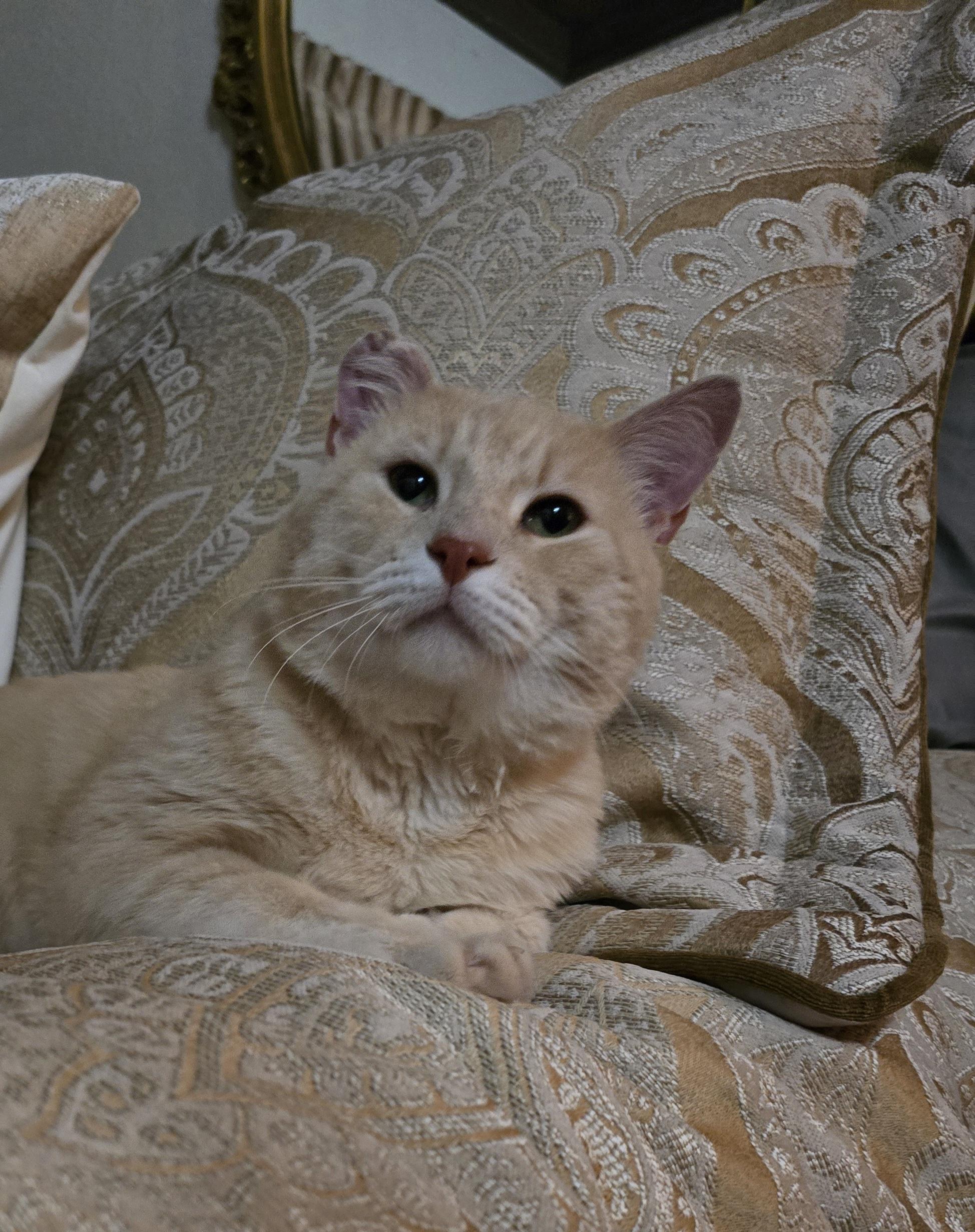 SAMMY, a ADOPTABLE Domestic Short Hair in Indianapolis, IN image 2/3