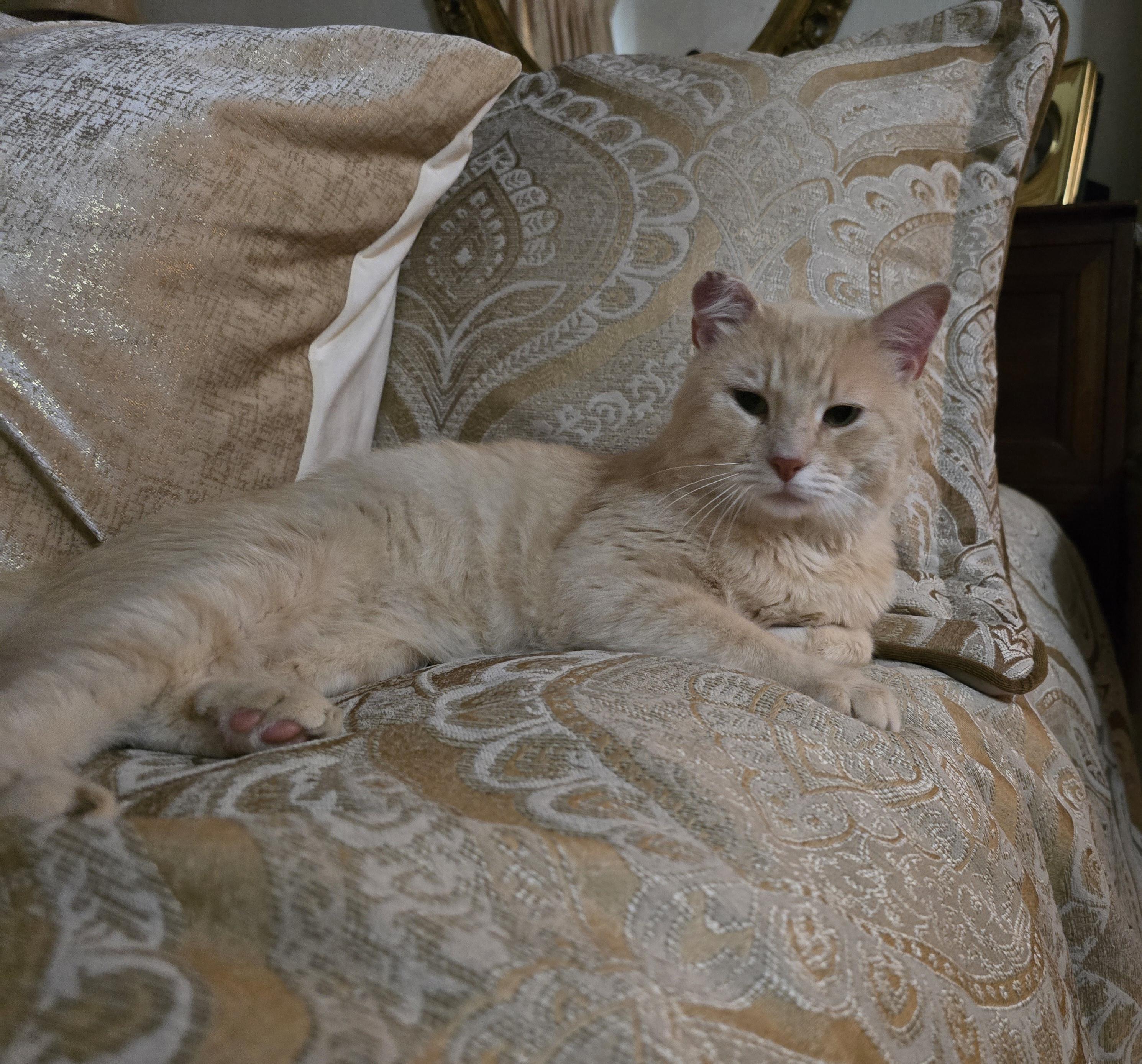 SAMMY, a ADOPTABLE Domestic Short Hair in Indianapolis, IN image 3/3