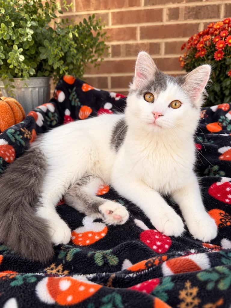 Enlarge Jensen, a Adoptable mixed breed in Effingham, IL image 1/1