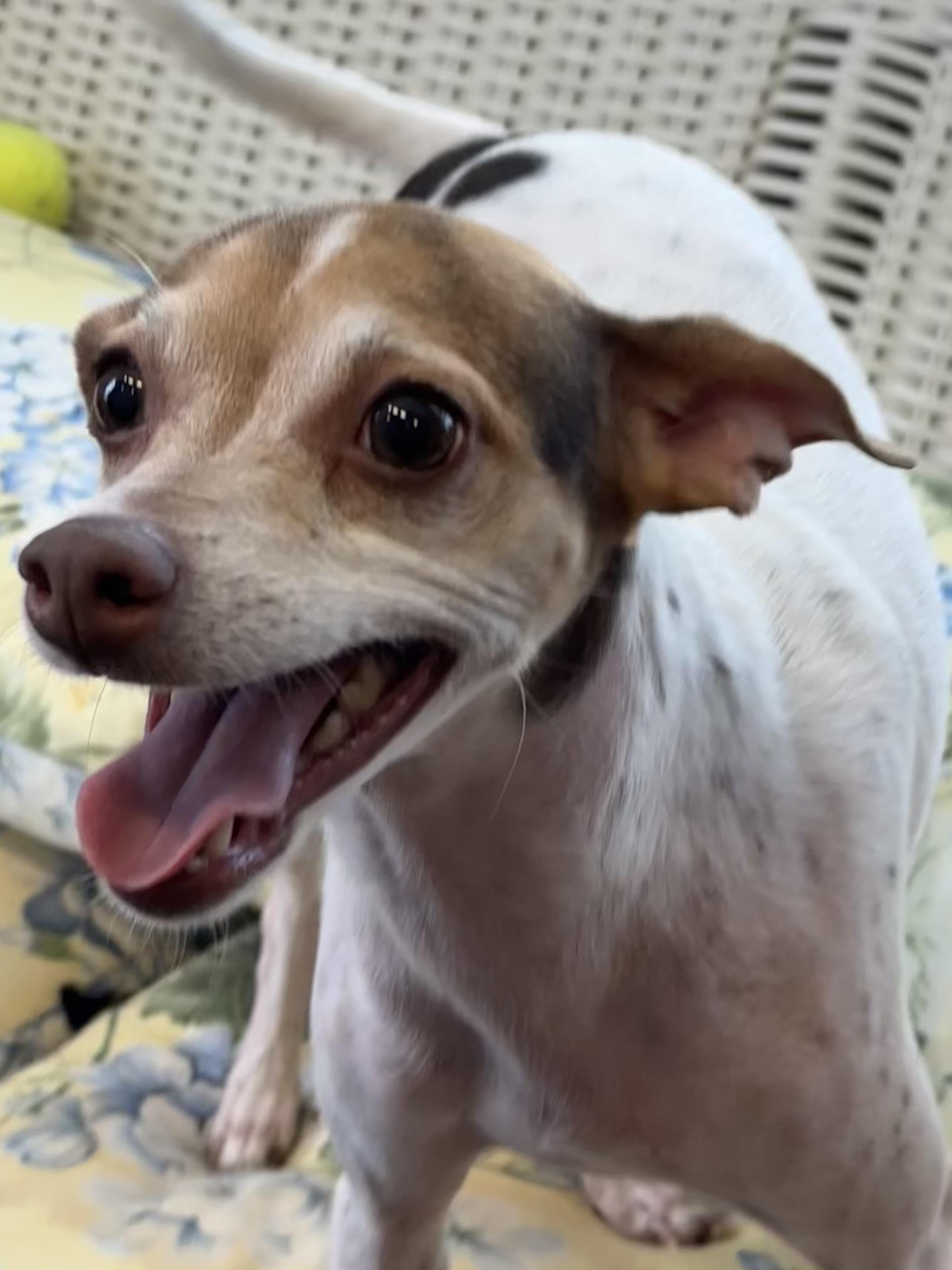 Mama Feezie, a Adoptable mixed breed in Lawrenceville, GA image 5/6