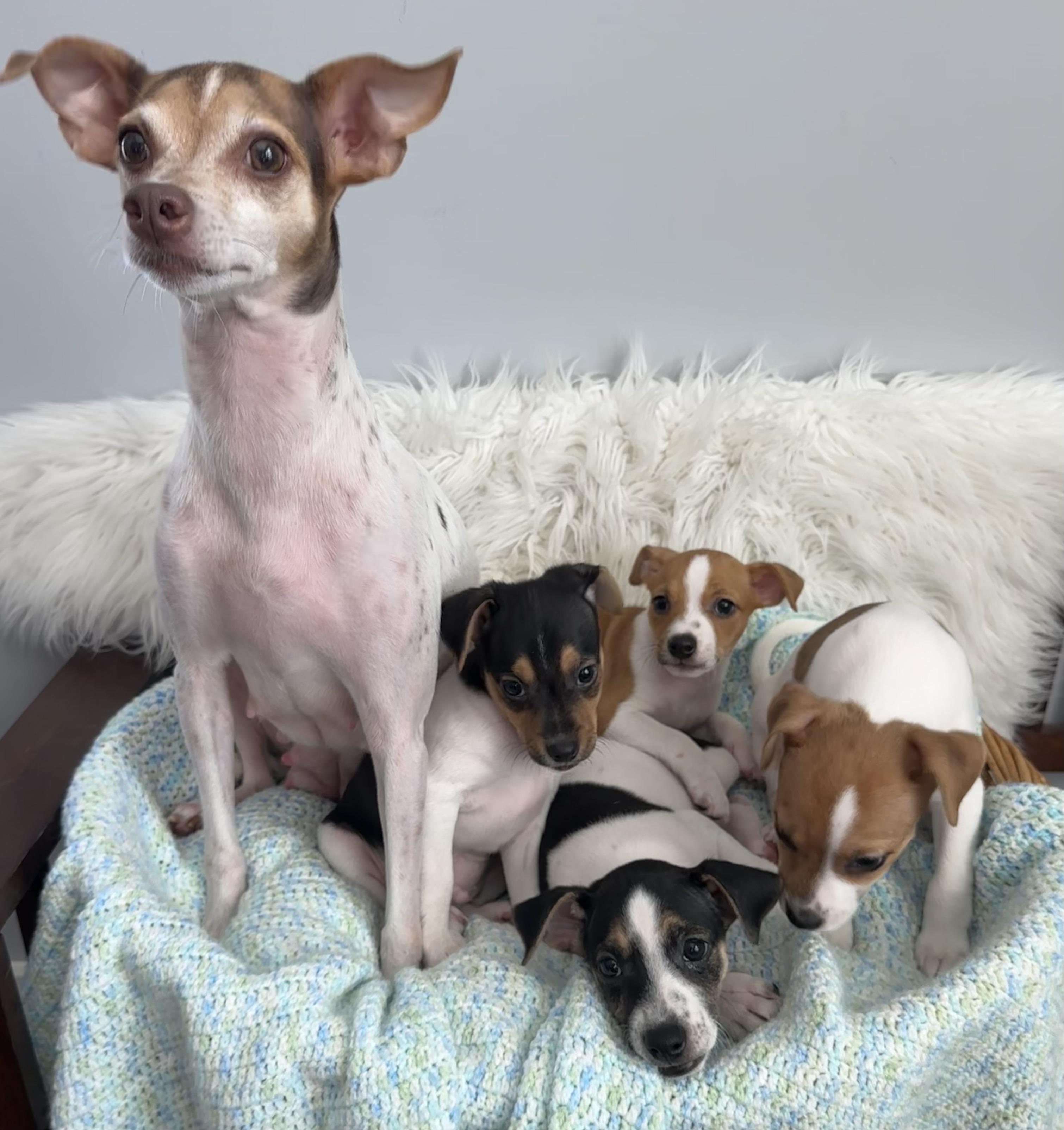 Mama Feezie Rat Terrier Dog