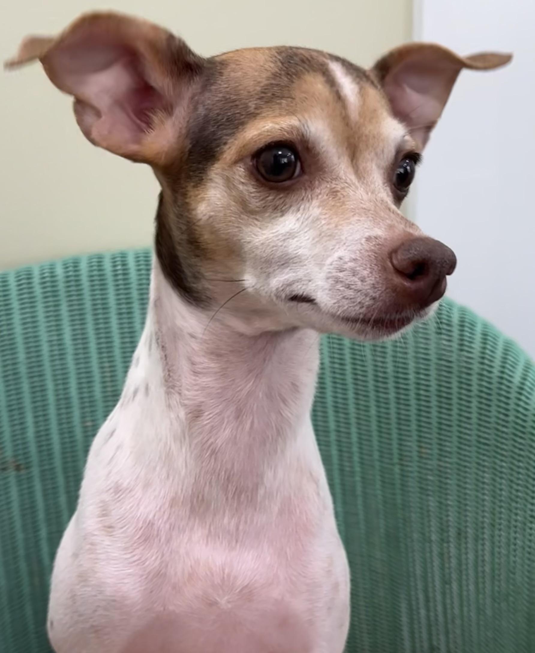 Mama Feezie, a Adoptable mixed breed in Lawrenceville, GA image 4/6