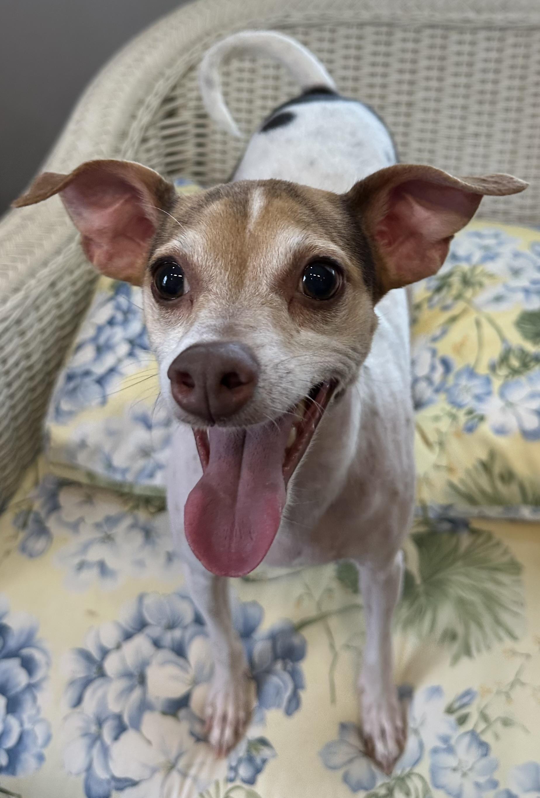 Mama Feezie, a Adoptable mixed breed in Lawrenceville, GA image 1/6