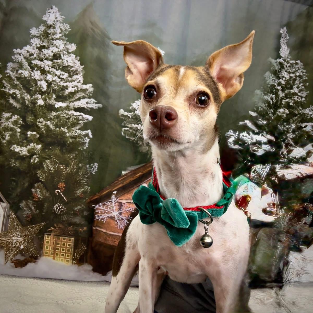 Mama Feezie, a Adoptable mixed breed in Lawrenceville, GA image 2/6