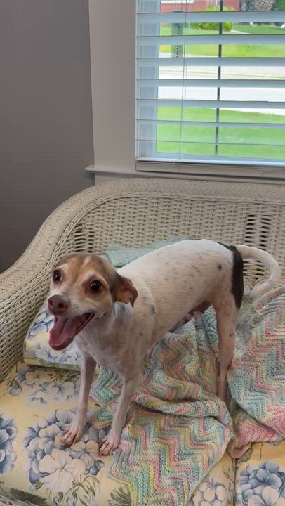 Enlarge Mama Feezie, a Adoptable mixed breed in Lawrenceville, GA video 6/6