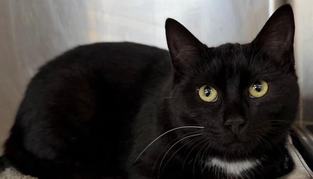 Enlarge NOIR, a Adoptable Domestic Short Hair in Augusta, GA image 1/1