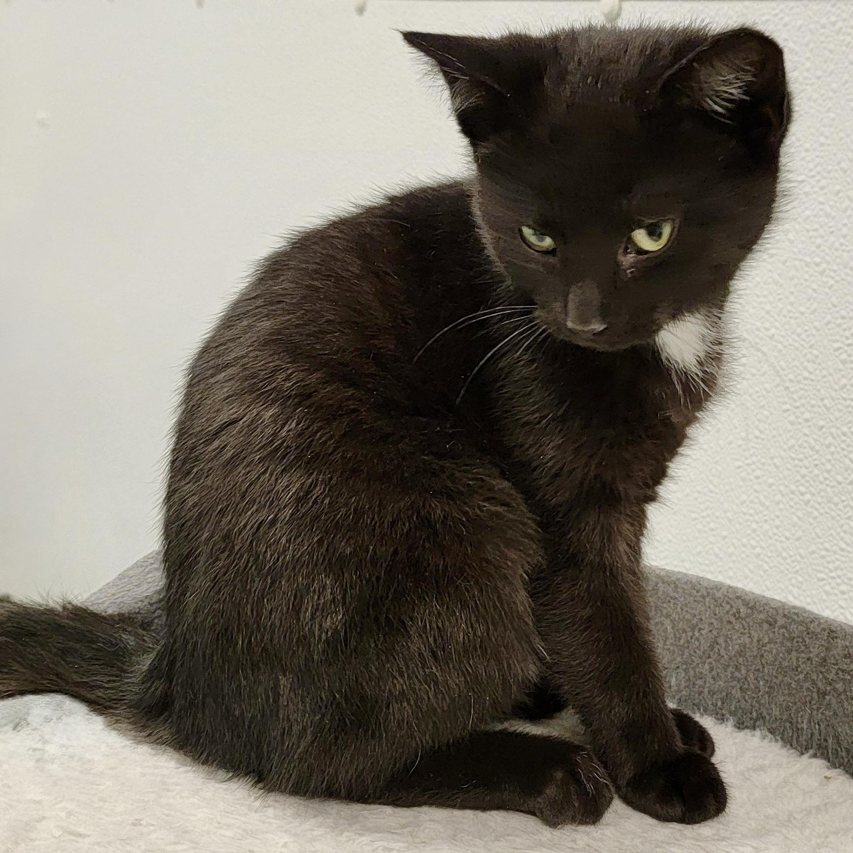 Enlarge MACY, a ADOPTABLE mixed breed in Wilmington, OH image 2/3