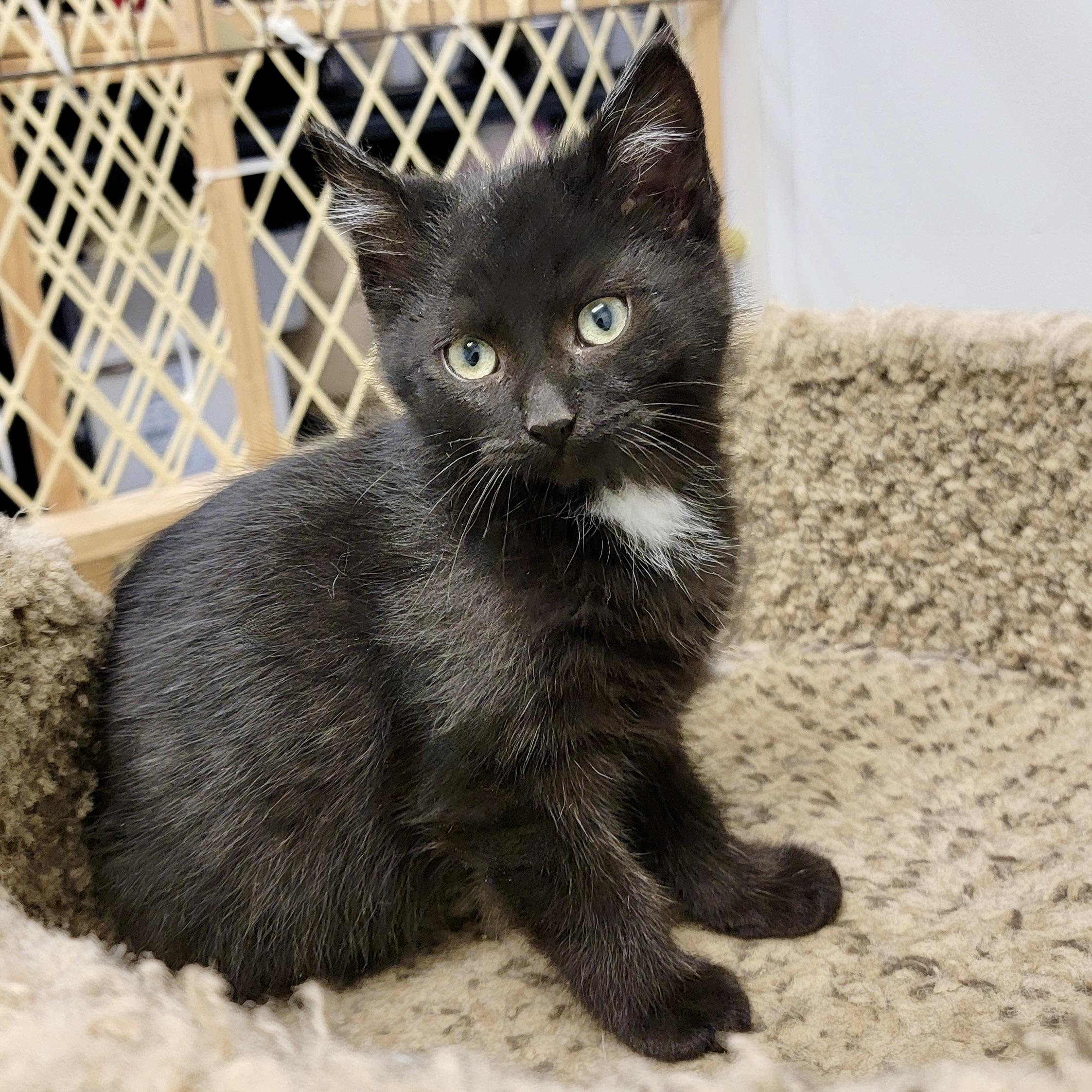 Enlarge MACY, a ADOPTABLE mixed breed in Wilmington, OH image 1/1