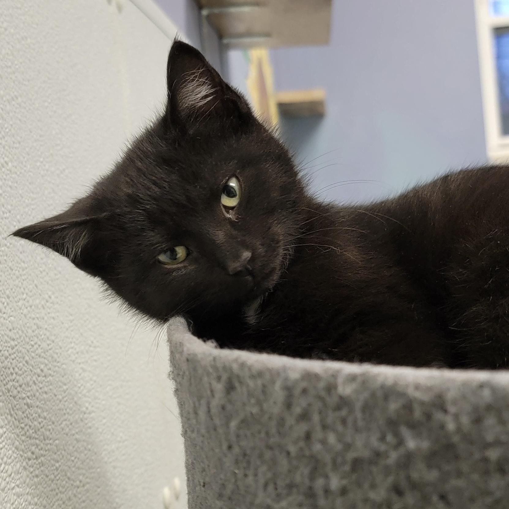 MACY, ADOPTABLE, Kitten Female Domestic Short Hair & Domestic Medium Hair.