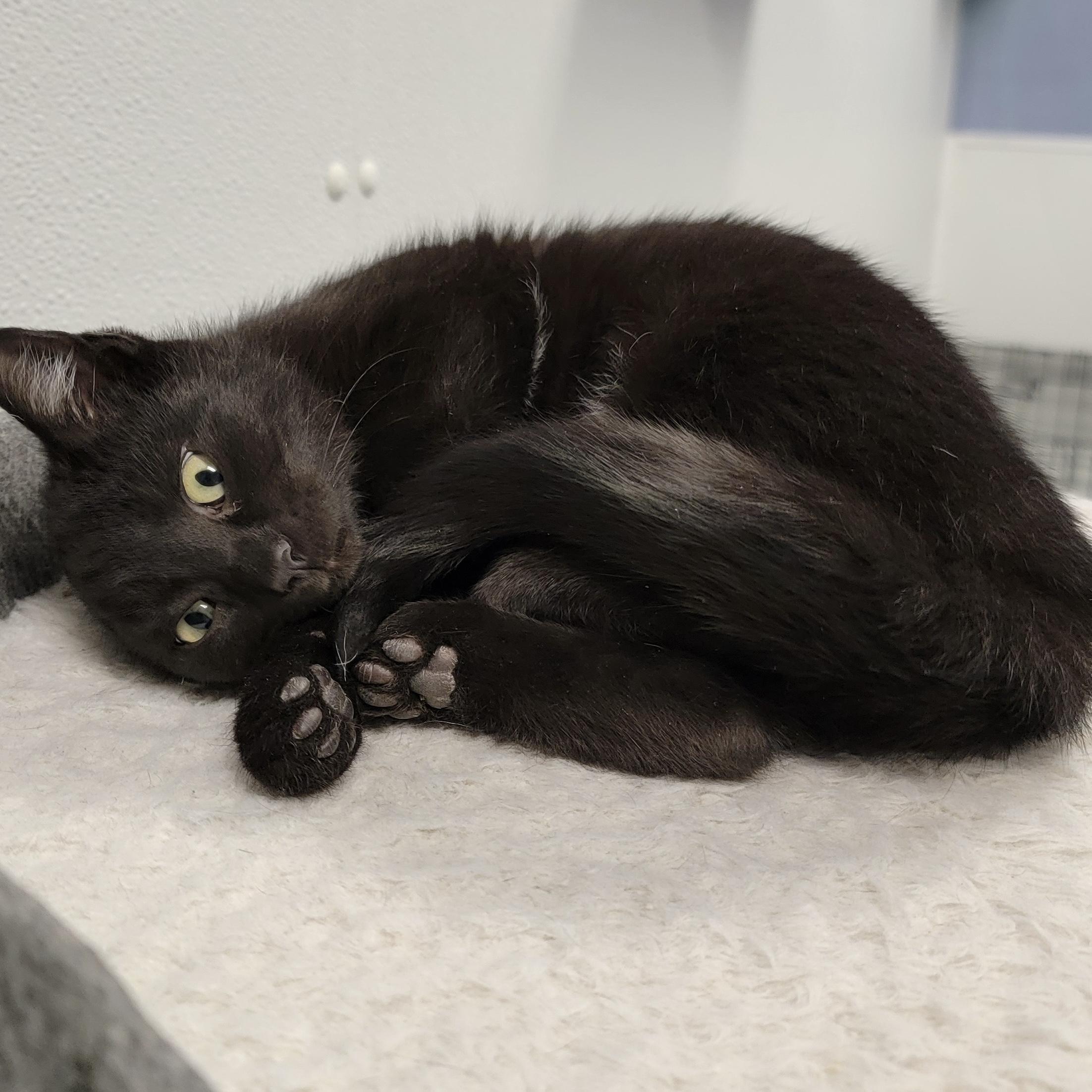 Enlarge MACY, a ADOPTABLE mixed breed in Wilmington, OH image 3/3