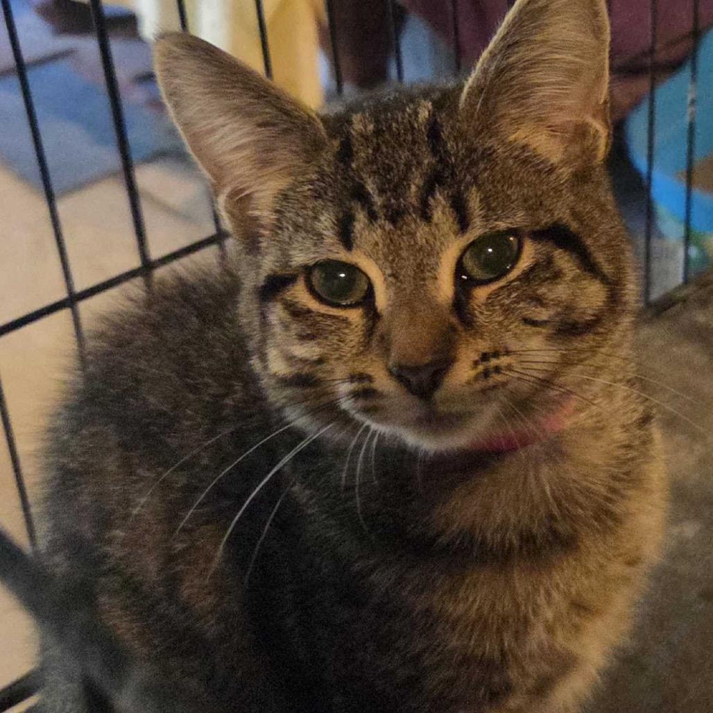 Elzia, Adoptable, Kitten Female Domestic Short Hair.