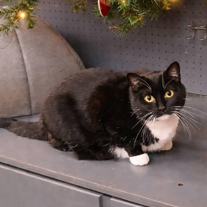 Orcini, a Adoptable mixed breed in Sterling, KS image 2/2