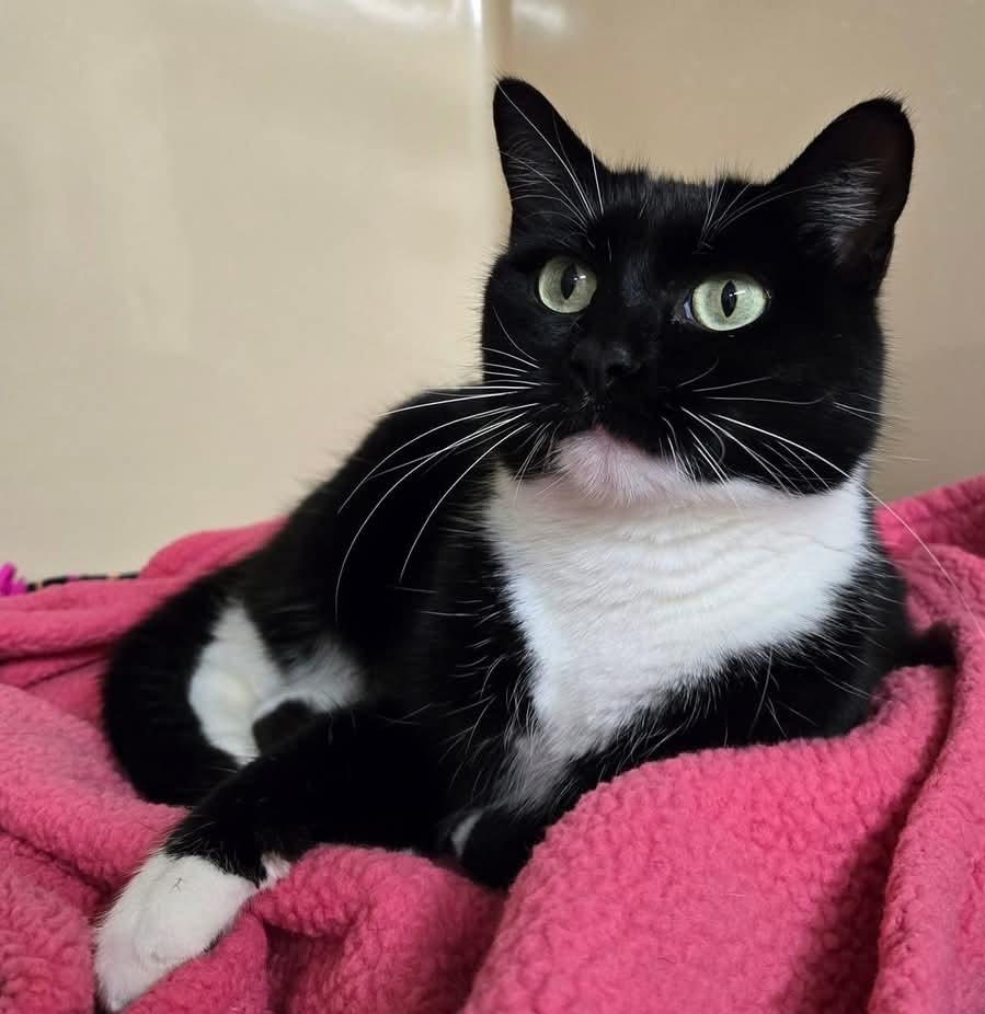 Orcini, Adoptable, Adult Female Domestic Short Hair.