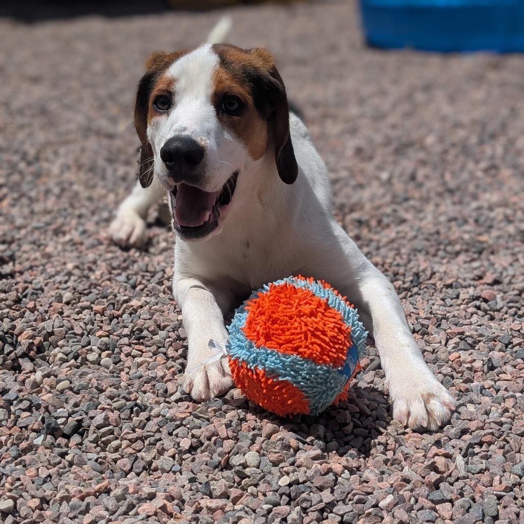 Wishbone, Adoptable, Young Male Treeing Walker Coonhound.