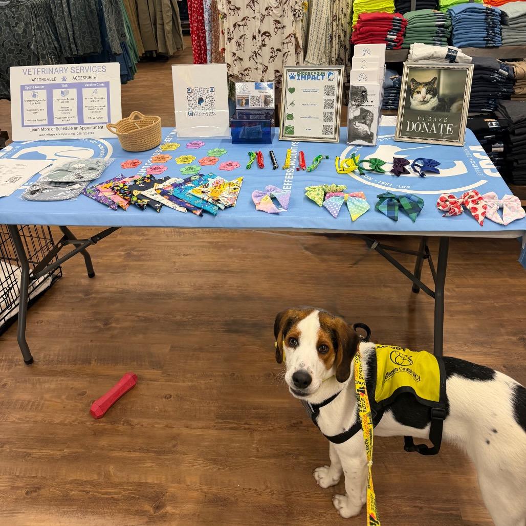 Wishbone, a Adoptable Treeing Walker Coonhound in Watertown, NY image 2/6