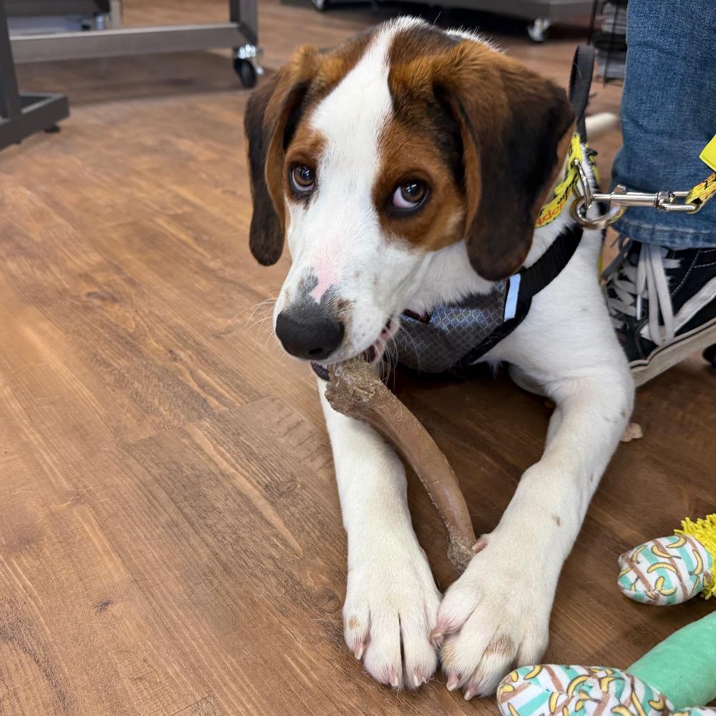 Wishbone, a Adoptable Treeing Walker Coonhound in Watertown, NY image 3/6