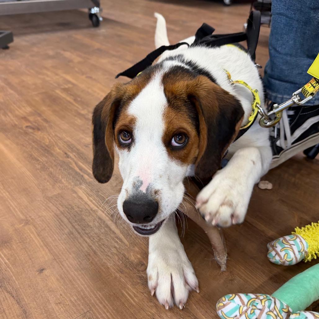 Wishbone, a Adoptable Treeing Walker Coonhound in Watertown, NY image 4/6
