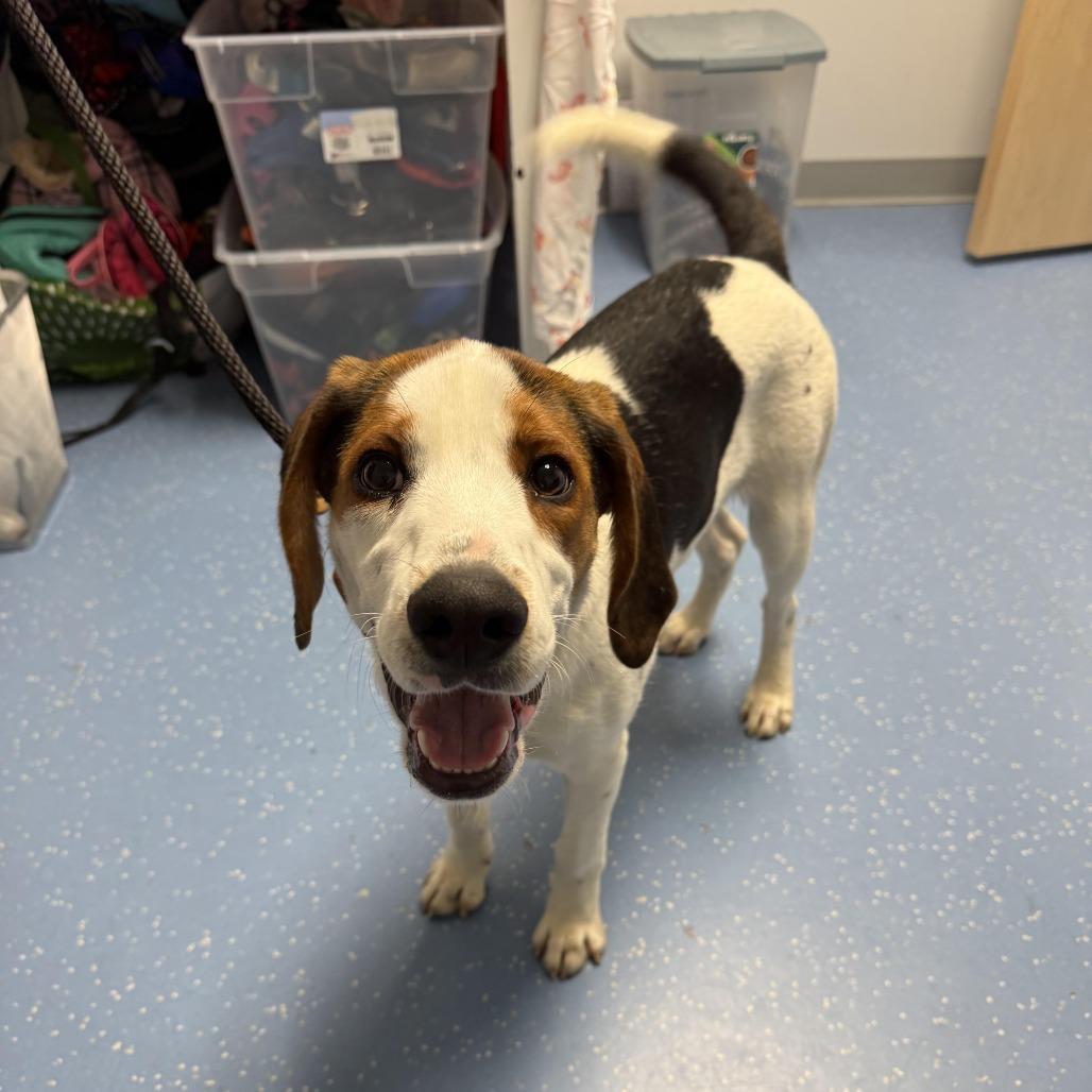 Wishbone, a Adoptable Treeing Walker Coonhound in Watertown, NY image 5/6
