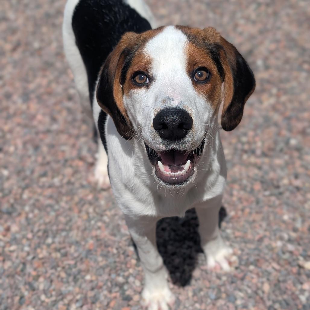 Wishbone, a Adoptable Treeing Walker Coonhound in Watertown, NY image 6/6