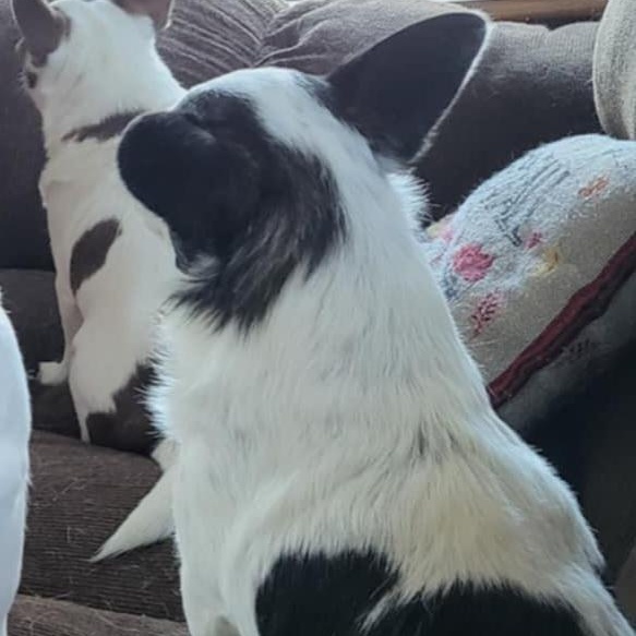 Enlarge Gizmo - courtesy post, a Adoptable mixed breed in High View, WV image 2/2