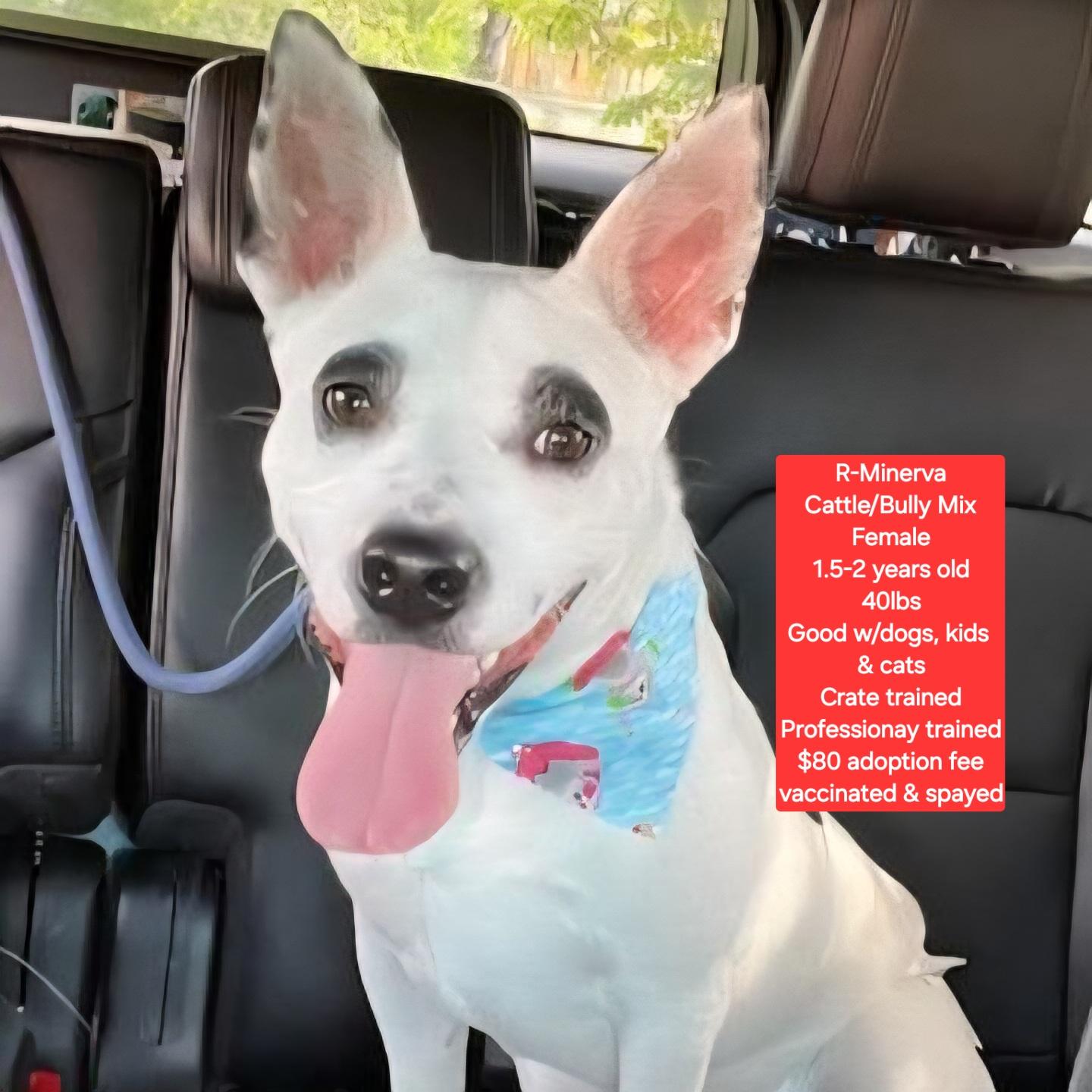 R-Minerva , ADOPTABLE, Adult Female Cattle Dog & American Bully.