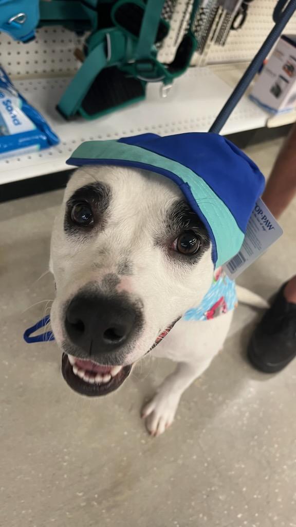 Enlarge R-Minerva , a ADOPTABLE mixed breed in Oviedo, FL image 3/3