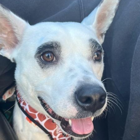 Enlarge R-Minerva , a ADOPTABLE mixed breed in Oviedo, FL image 2/3