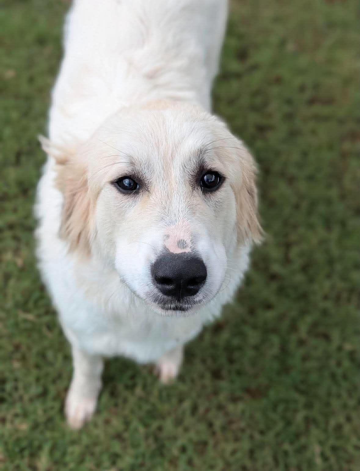 Bumble, Adopted, Puppy Female Great Pyrenees.