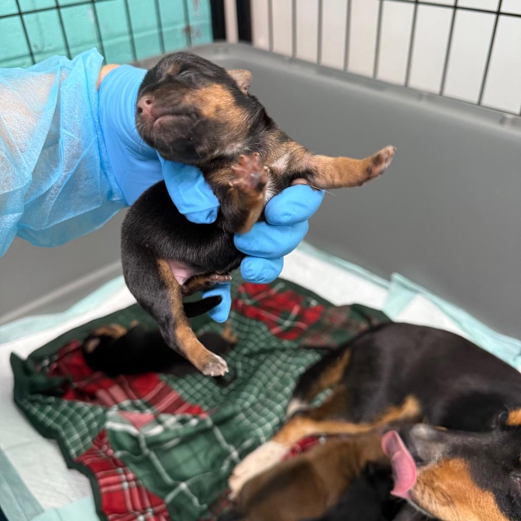 Muffin, Adoptable, Puppy Female Miniature Pinscher.