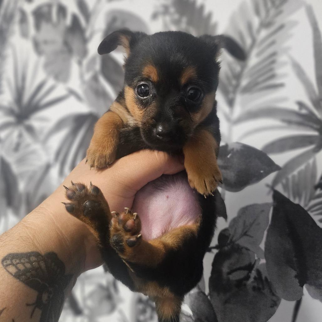 Muffin, a Adoptable Miniature Pinscher in Wahiawa, HI image 2/2