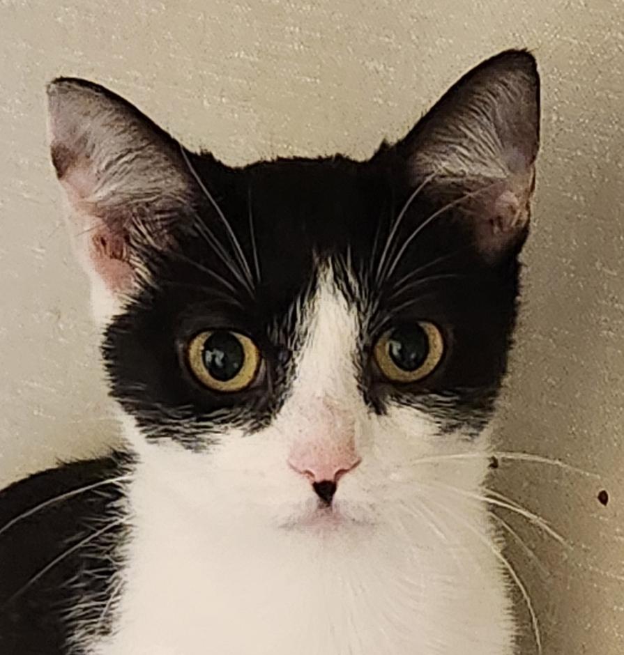 Baby Gigi, a Adoptable mixed breed in Westbury, NY image 3/6