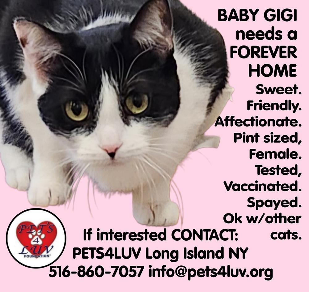 Baby Gigi, a Adoptable mixed breed in Westbury, NY image 4/6