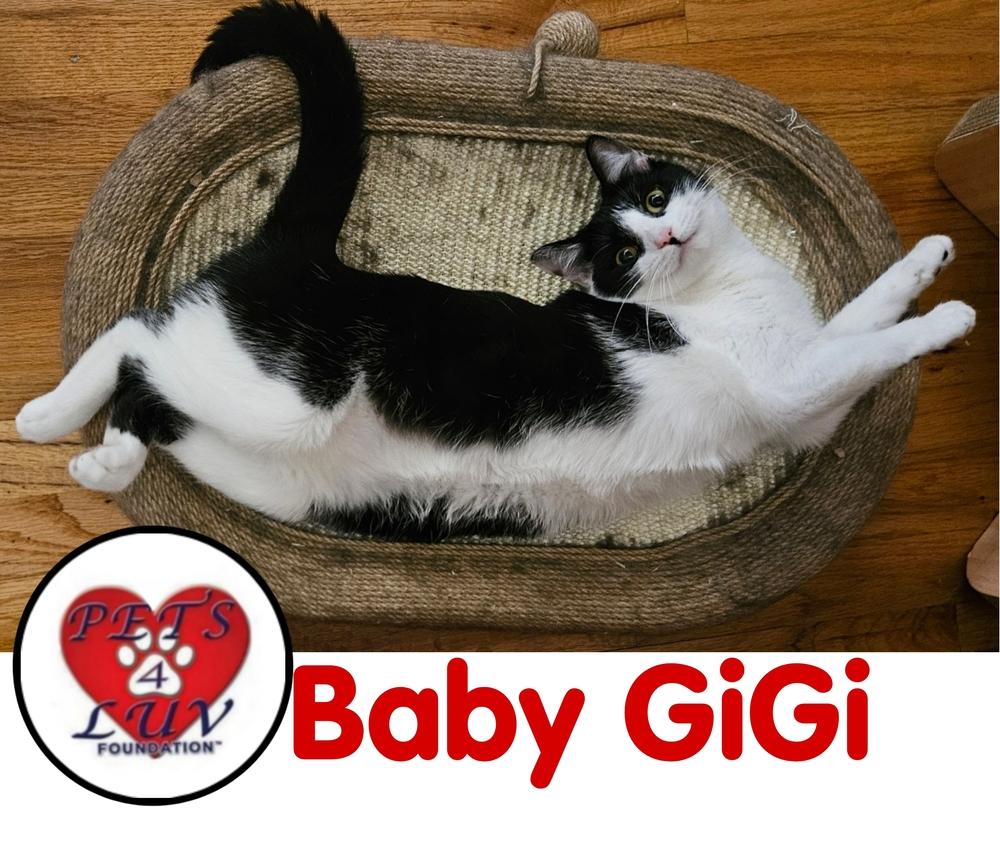 Baby Gigi, a Adoptable mixed breed in Westbury, NY image 5/6