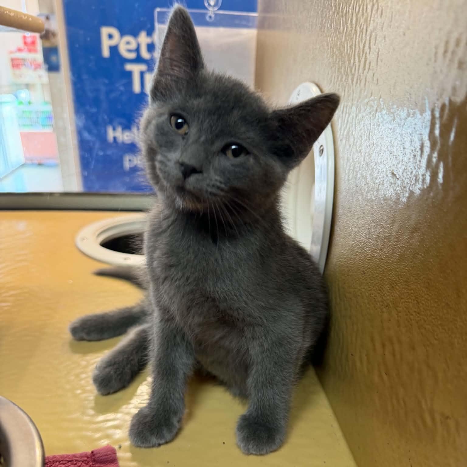 Loch Ness Monster, adopted, Kitten Female Domestic Short Hair.
