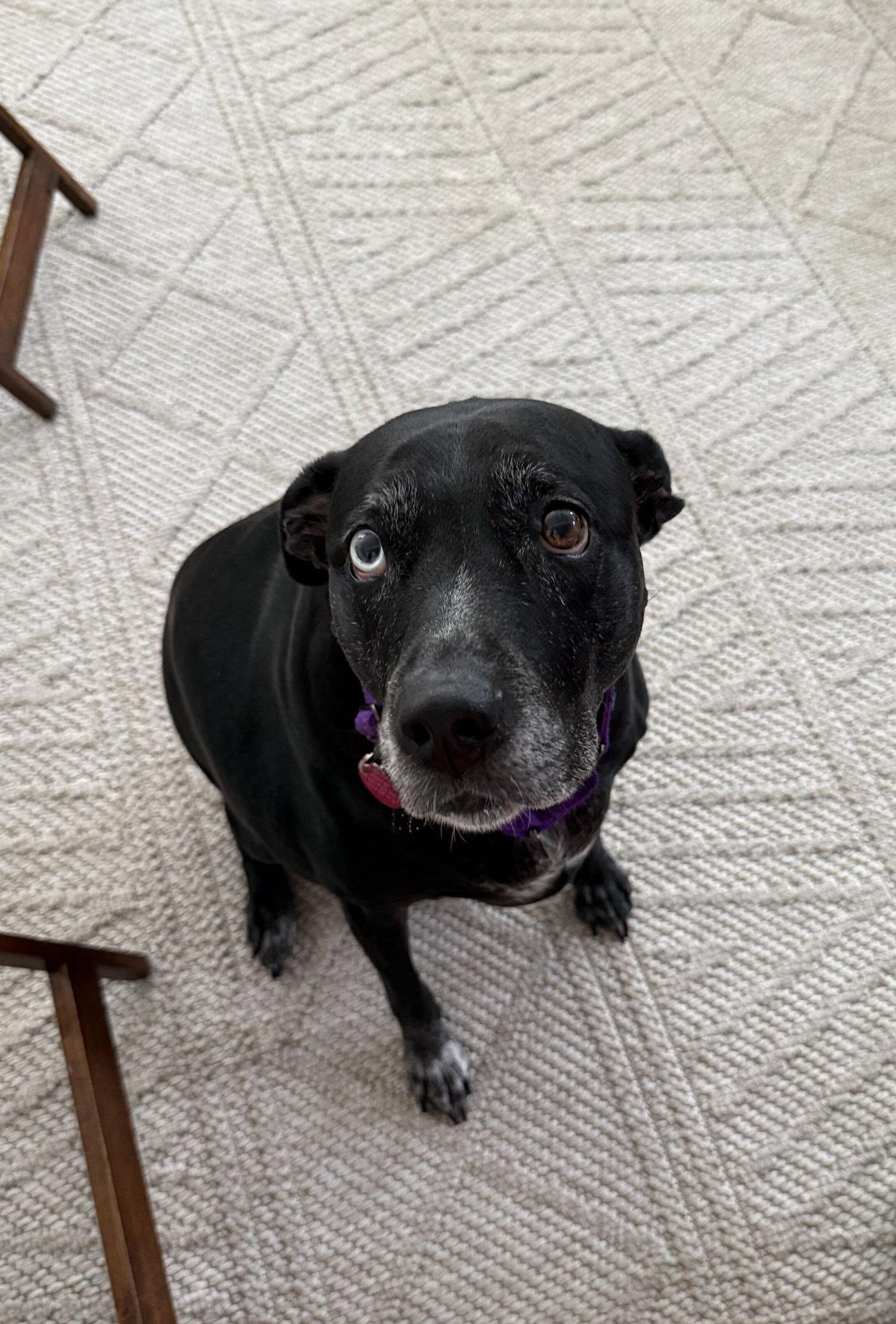Enlarge MJ, a Adoptable Black Labrador Retriever in Arlington, VA image 2/3