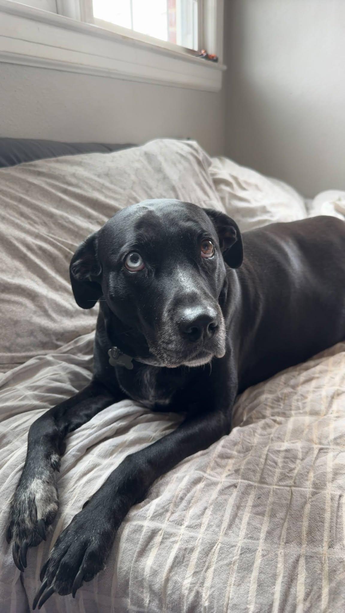 Enlarge MJ, a Adoptable Black Labrador Retriever in Arlington, VA image 3/3