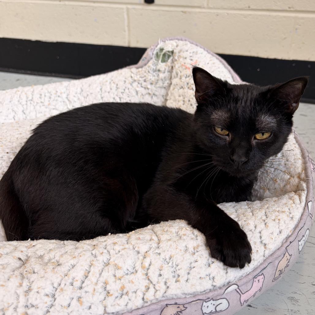 Fable, Adoptable, Young Female Domestic Short Hair.