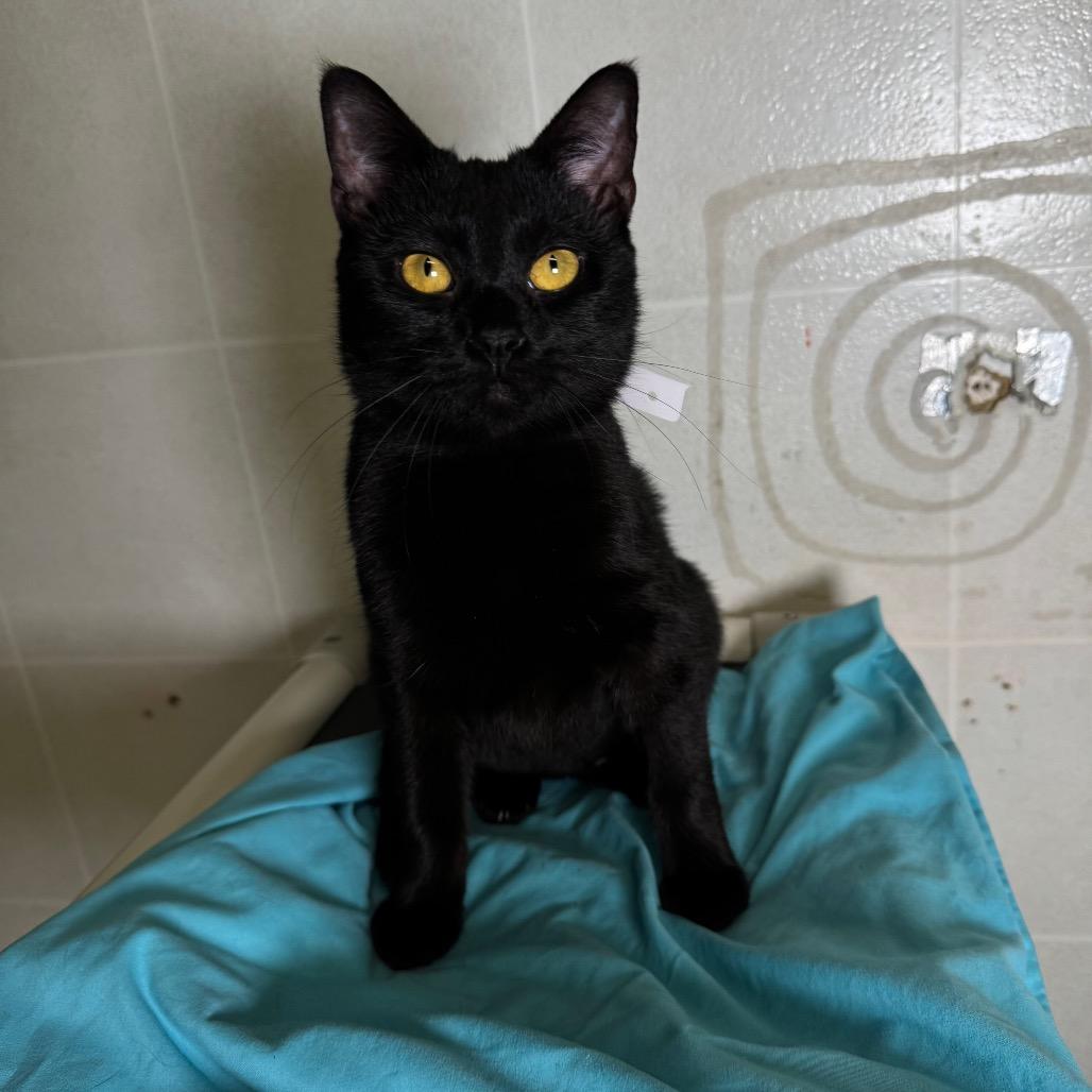 Enlarge Fable, a Adoptable Domestic Short Hair in Franklin, NC image 2/5