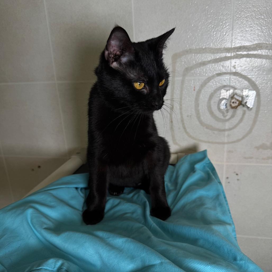 Enlarge Fable, a Adoptable Domestic Short Hair in Franklin, NC image 3/5